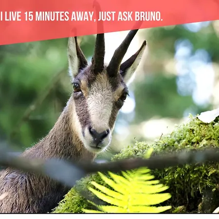 Appartamento Le Bananier Sur Le Avec Terrasse Et Parking Privé